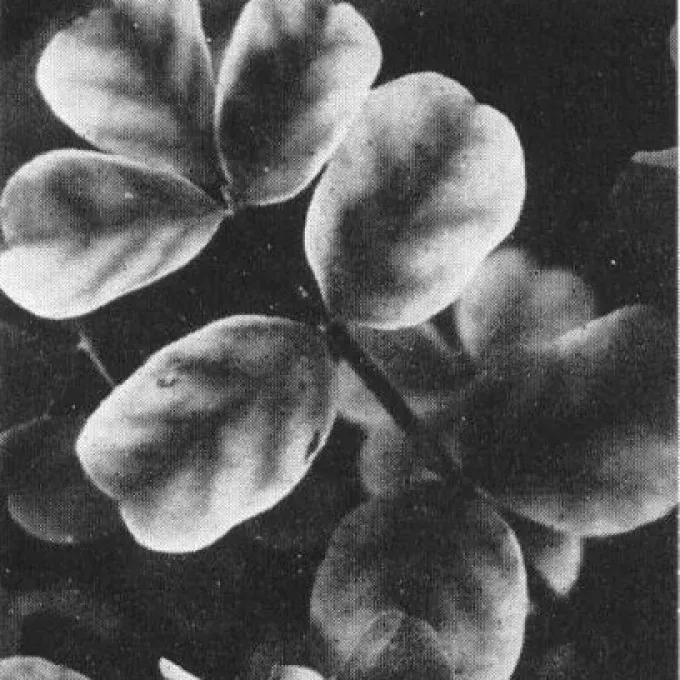 Soybean dwarf virus