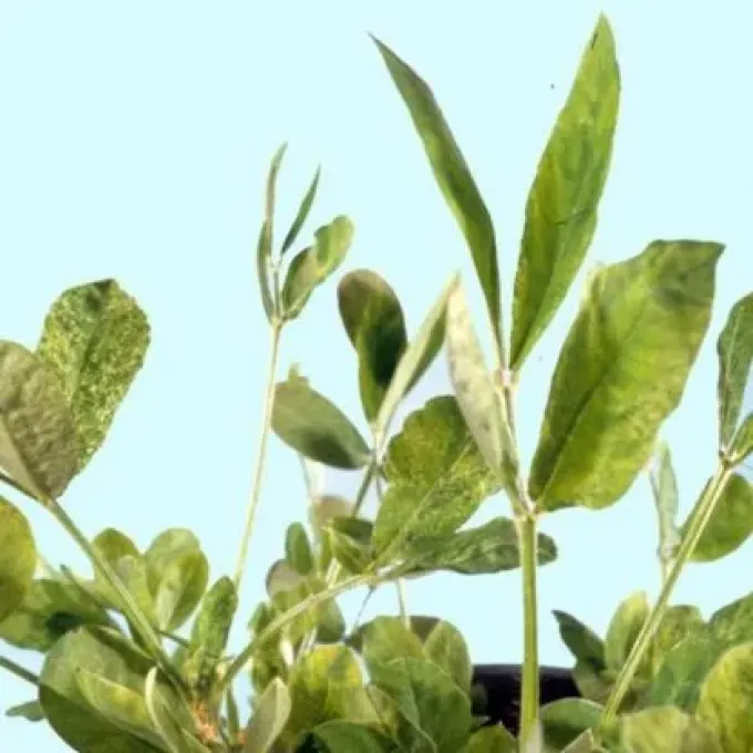 Вірус карликовості арахісу