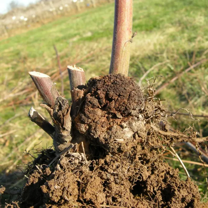 Raspberry crown gall