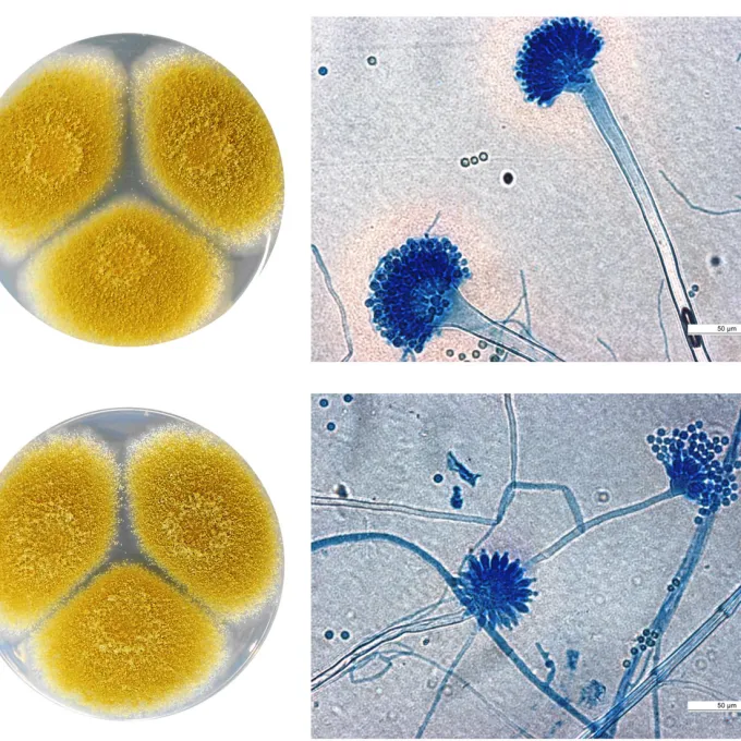 Aspergillus tamarii mold