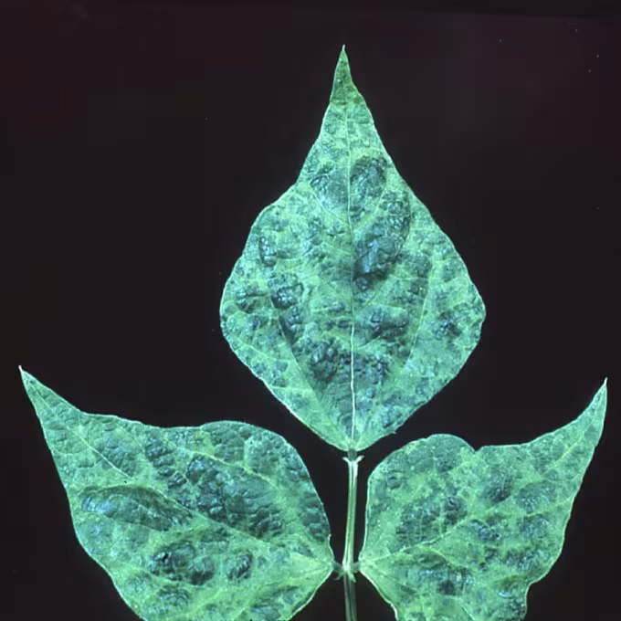 Bean common mosaic