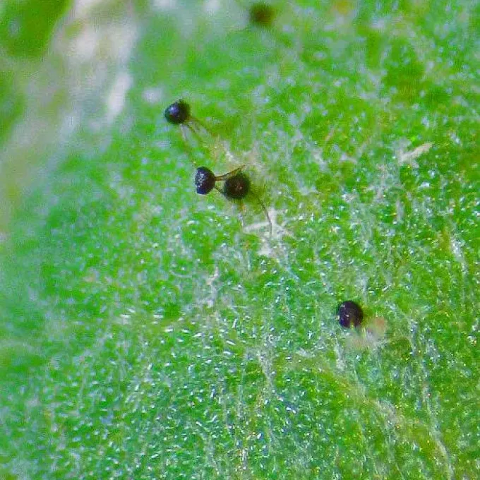 Powdery mildew of stone fruits