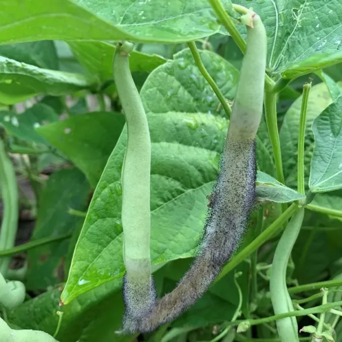 Choanephora