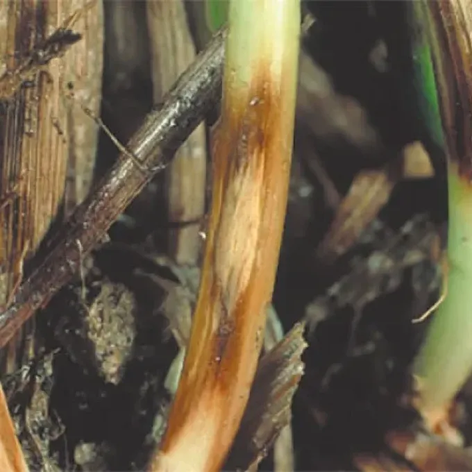 Eyespot