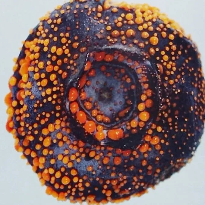 Phomopsis cane and leaf spot