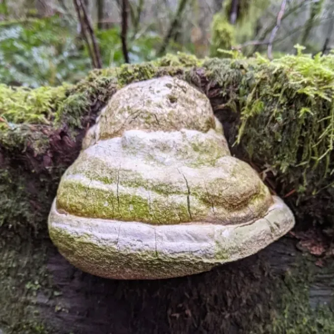Fomitopsis officinalis