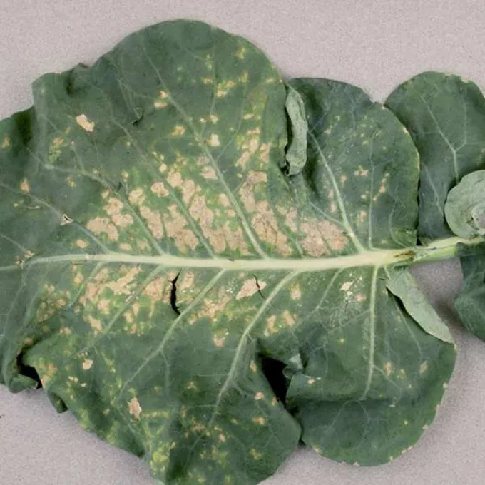Downy mildew of crucifers