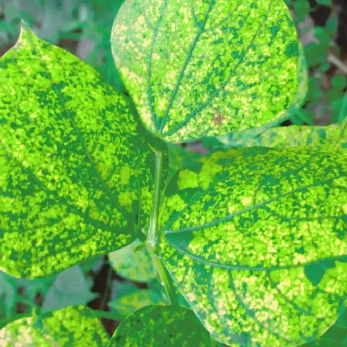 Soybean mosaic virus