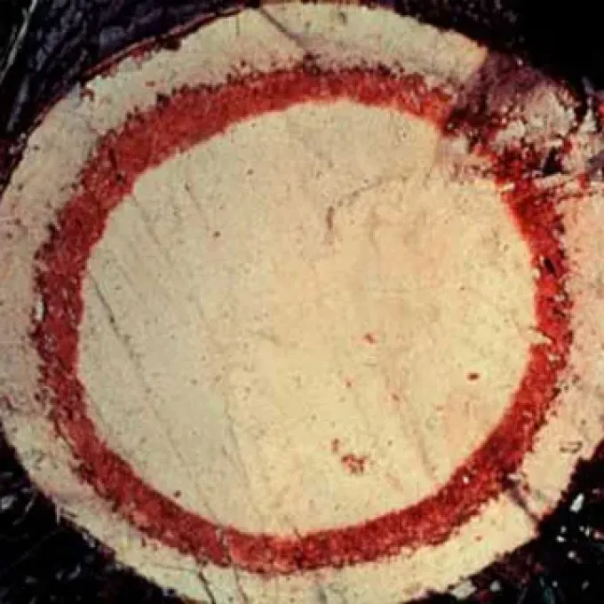 Red ring nematode
