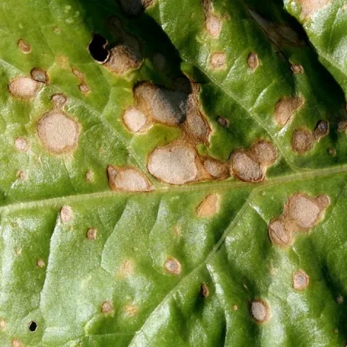Beet leaf spot