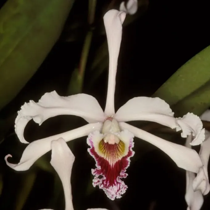 Cattleya crispa