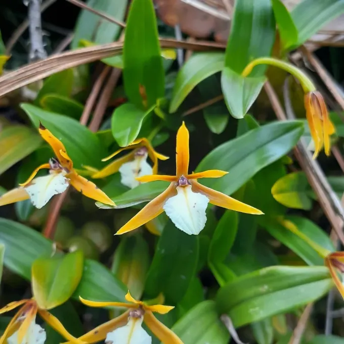 Dinema polybulbon