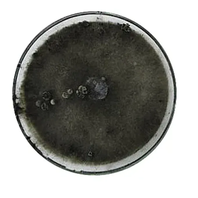 Botryosphaeria theobromae