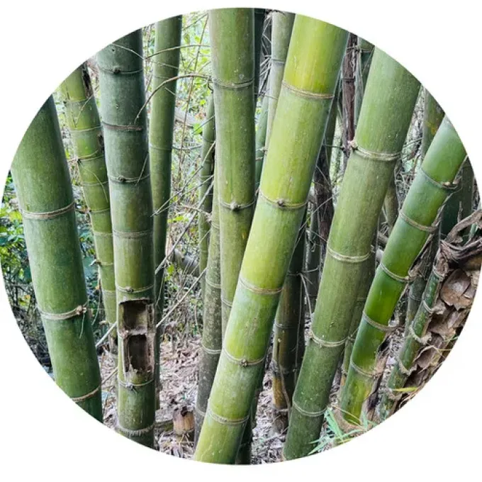 Dendrocalamus calostachyus