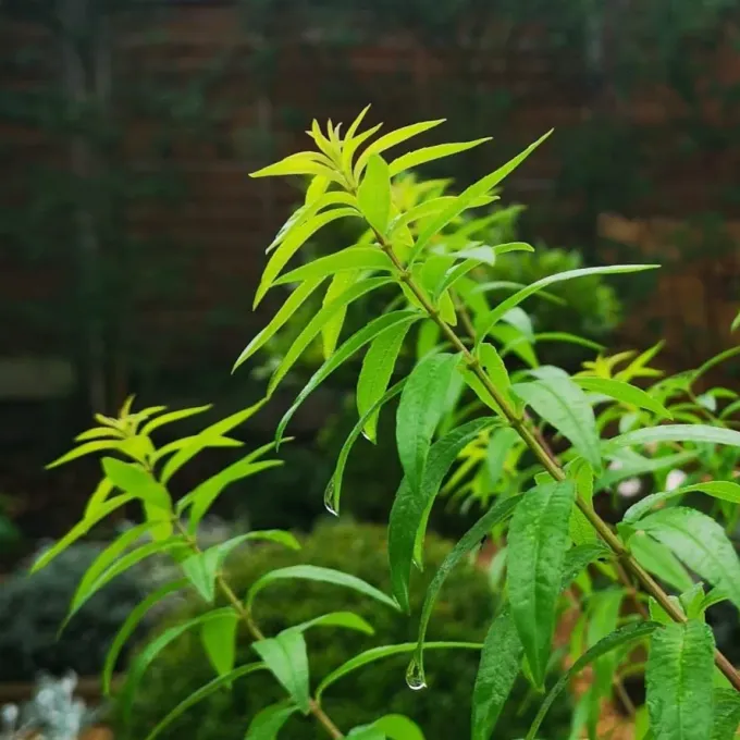 Aloysia fiebrigii