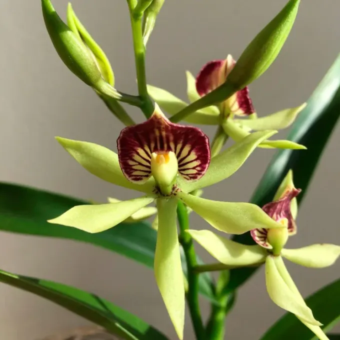 Encyclia hybrids