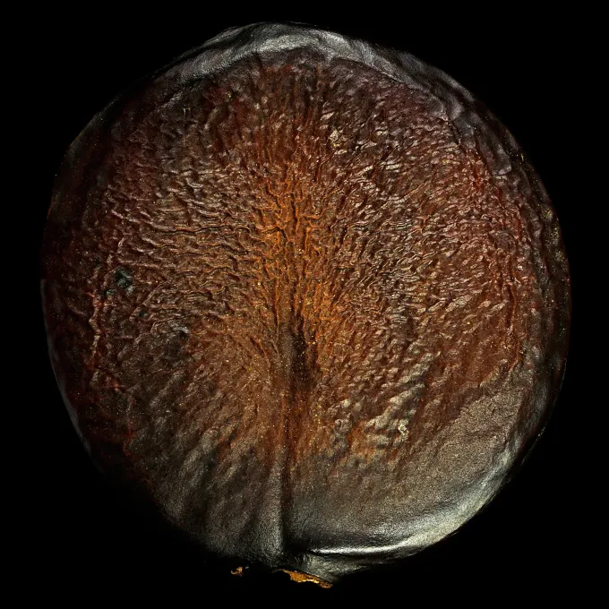 Scorodophloeus zenkeri