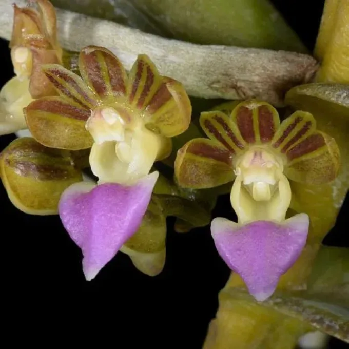 Пелатантерія інсектіфера