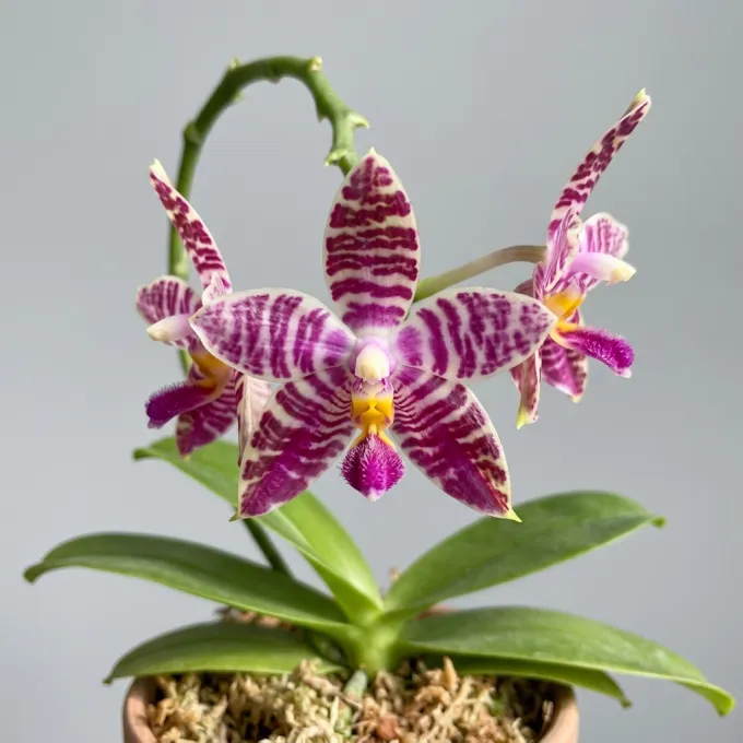 Phalaenopsis lueddemanniana