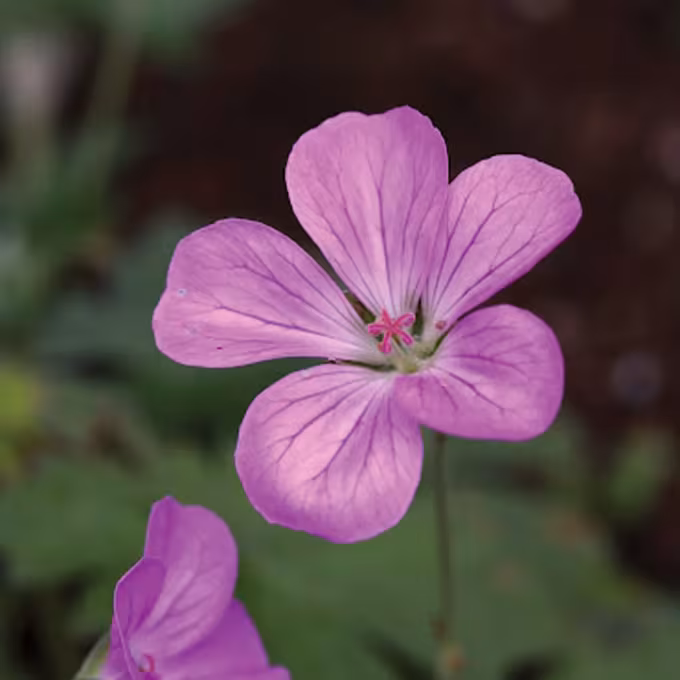 Riverslea geranium
