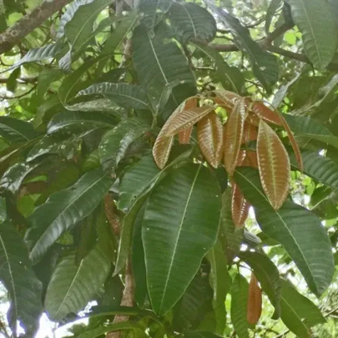 Mangifera foetida