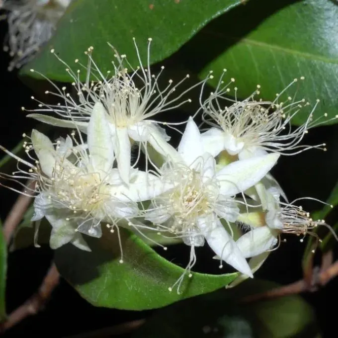 Backhousia enata
