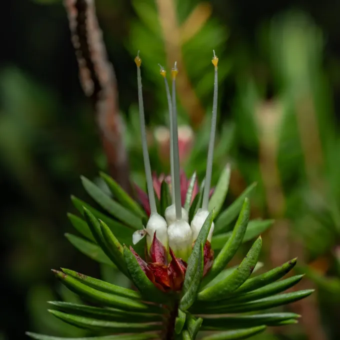 Darwinia procera