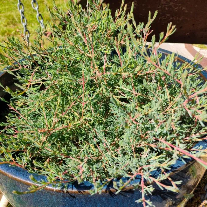 Homoranthus papillatus