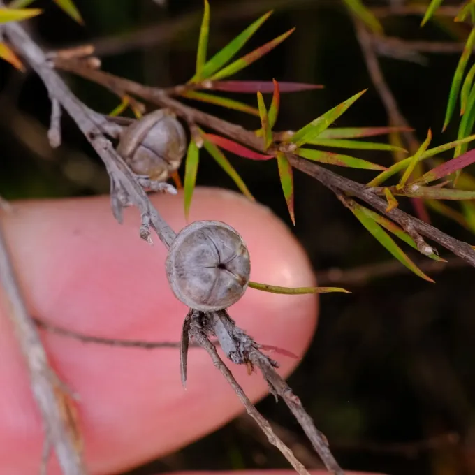 Leptospermum juniperinum