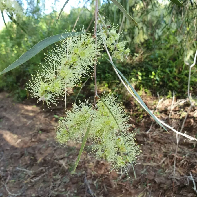 River tea tree