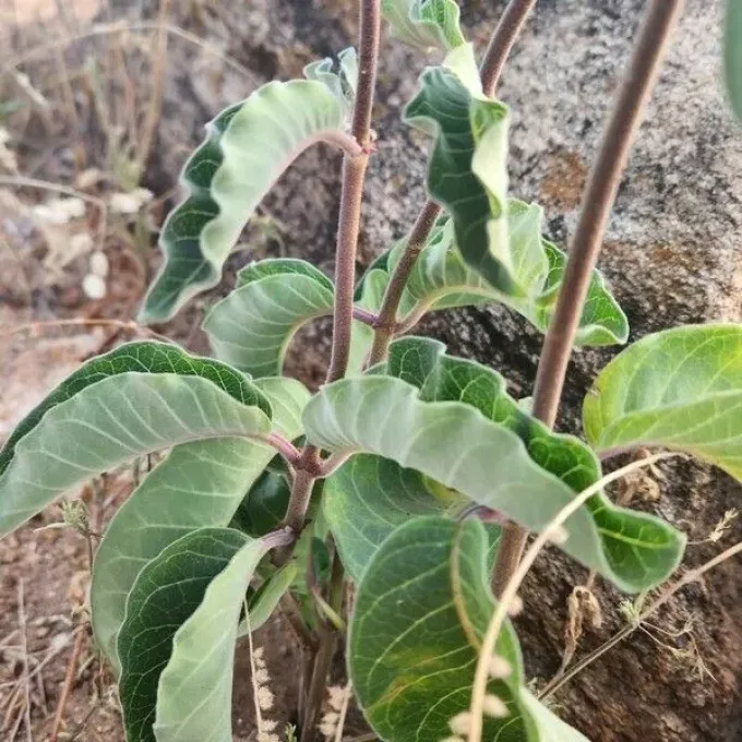 Baseonema gregorii