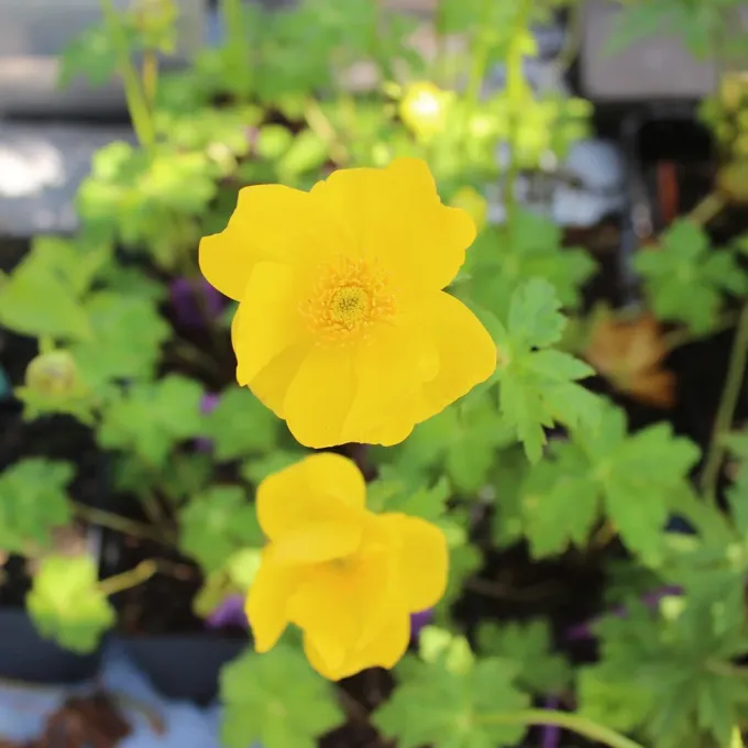 Trollius buddae