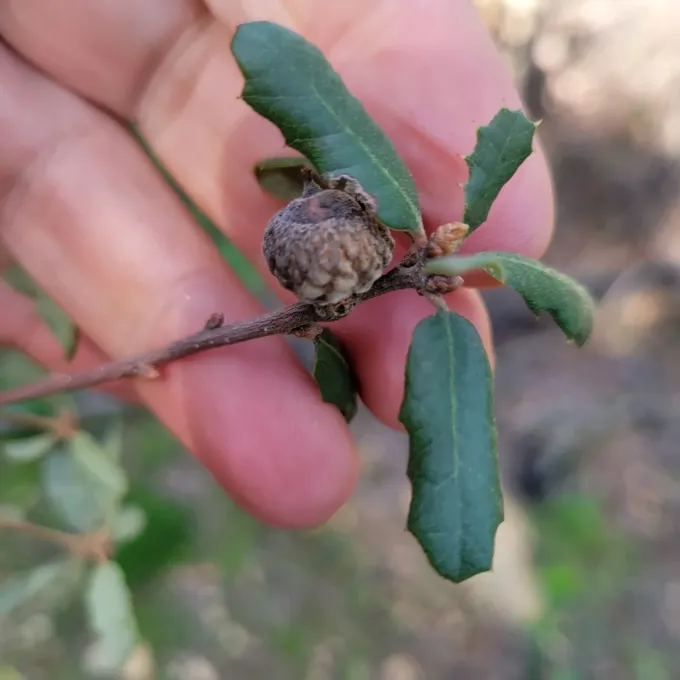 Scrub oak
