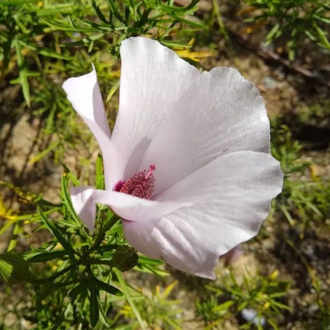 Hybrids of Alyogyne hakeifolia and Alyogyne huegelii