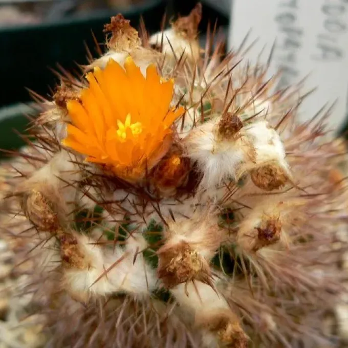 Parodia ayopayana