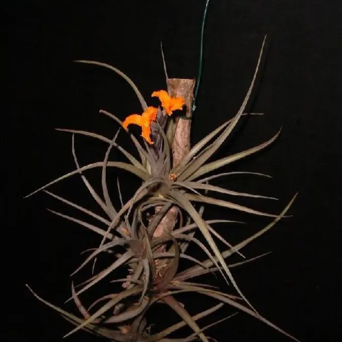 Tillandsia erici