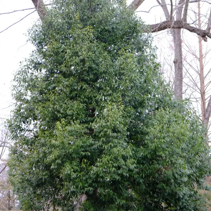 Коричник Єнсена