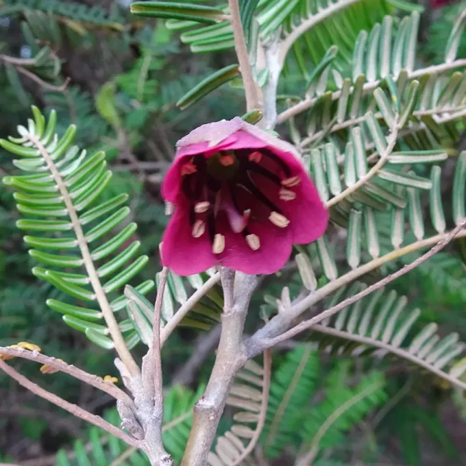 Cadia purpurea