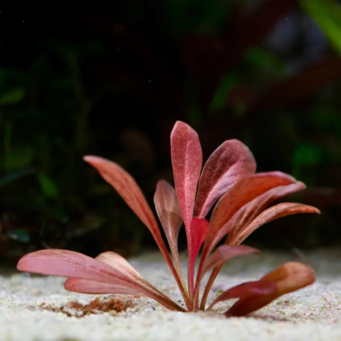 Lysimachia parvifolia