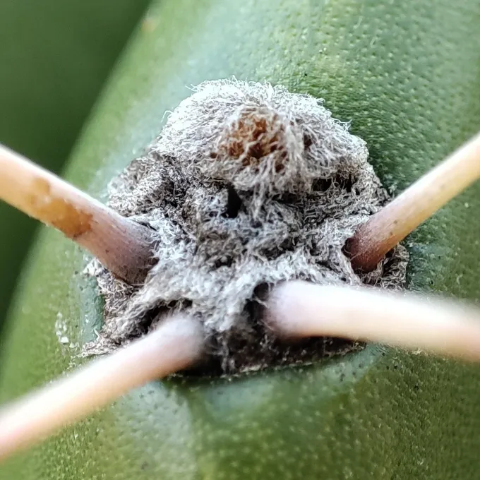 Acanthocalycium rhodotrichum