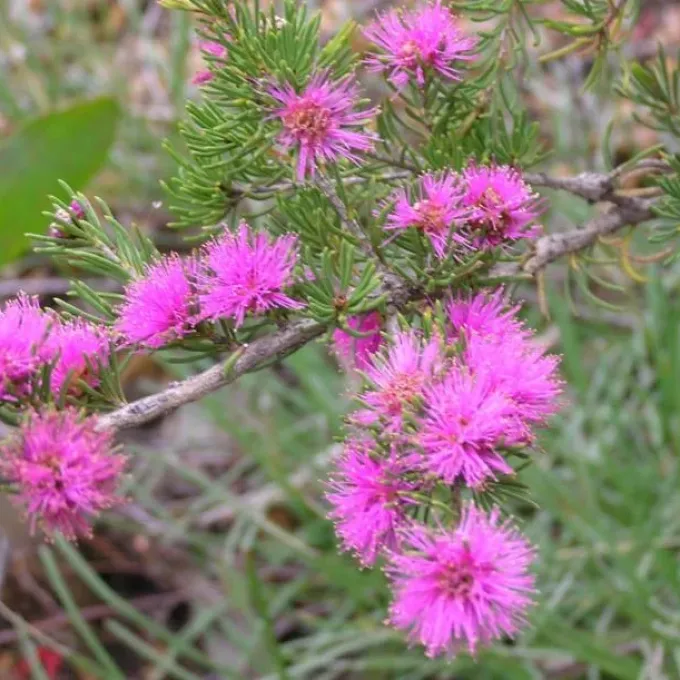 Melaleuca pentagona