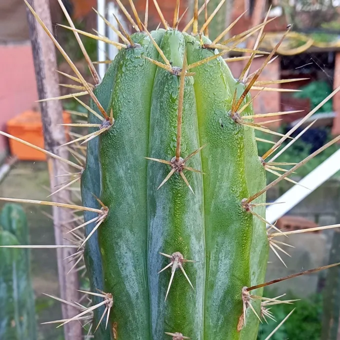 Echinopsis uyupampensis