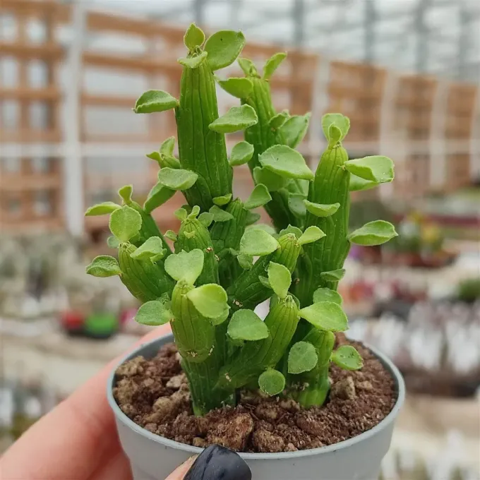 Euphorbia ellenbeckii