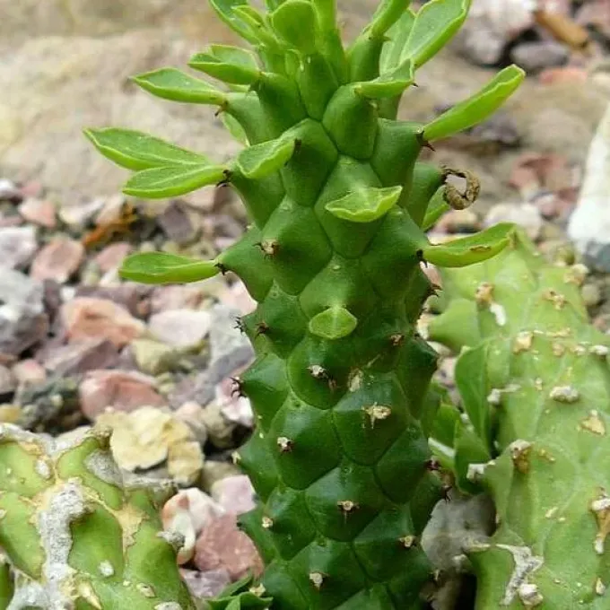 Euphorbia heteropodum