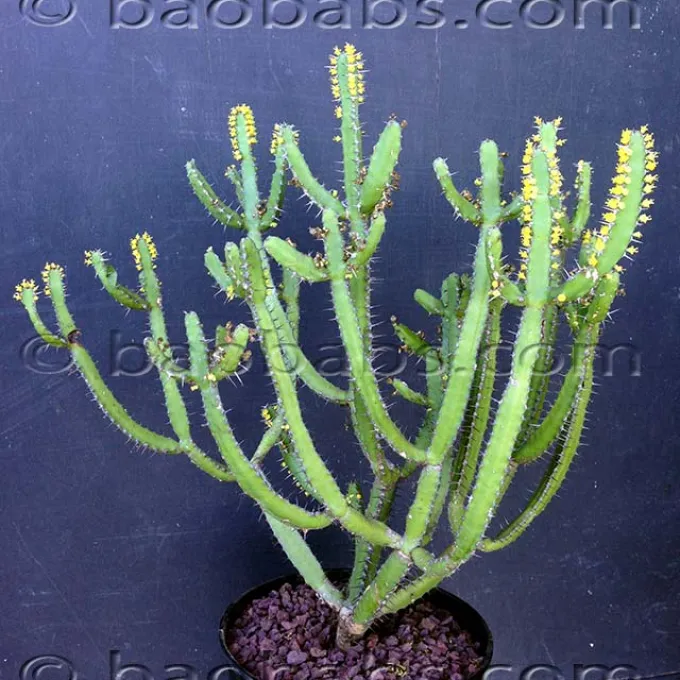 Euphorbia inarticulata