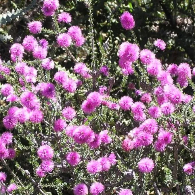 Melaleuca spathulata