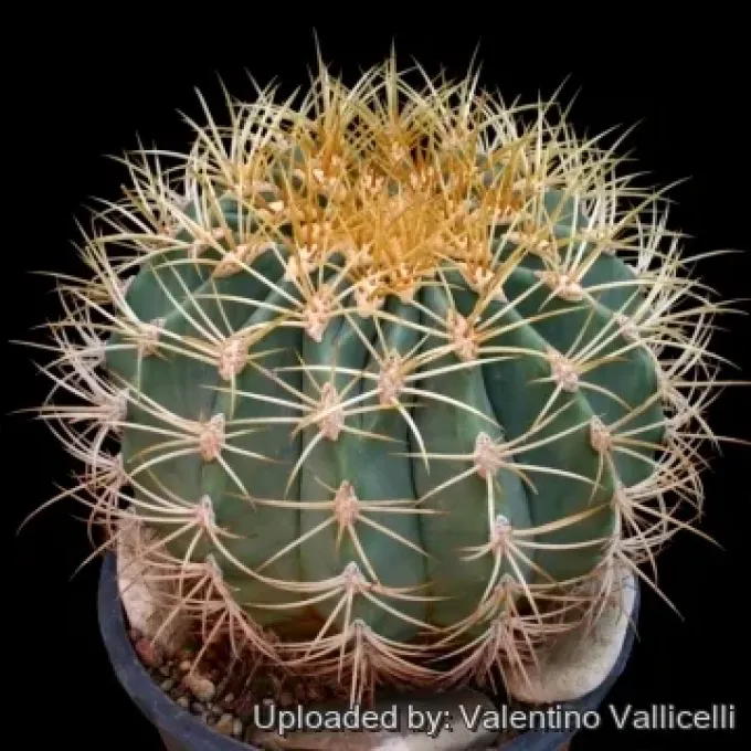 Ferocactus diguetii