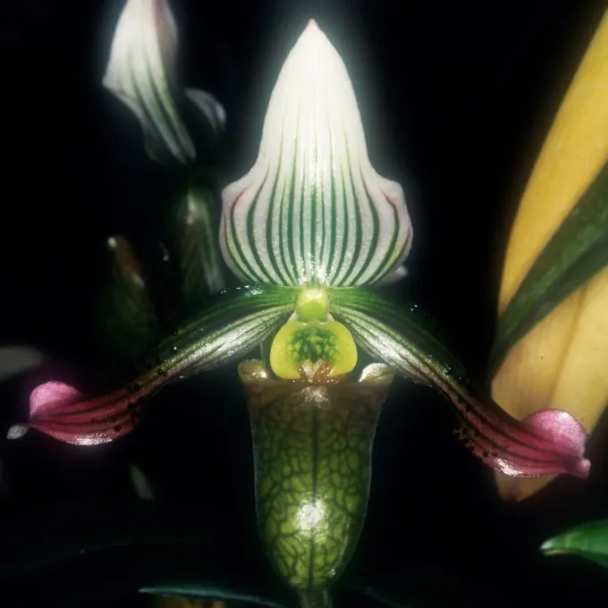 Paphiopedilum schoseri