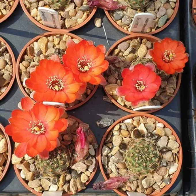 Aylostera atrovirens
