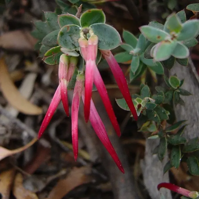 Deua Eucalyptus